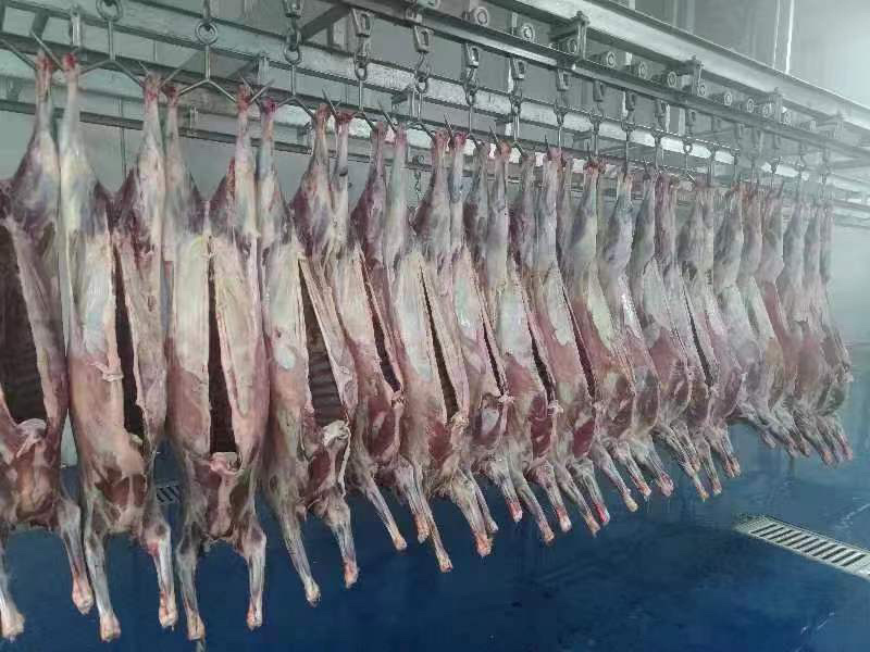 蒙古国羊胴体，草原羊不育肥，质量好，价格优