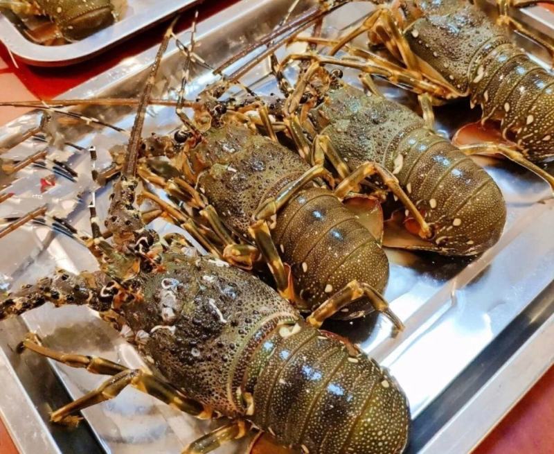 广东小青龙肉质晶莹常年供应一手货源量大从优品质保证