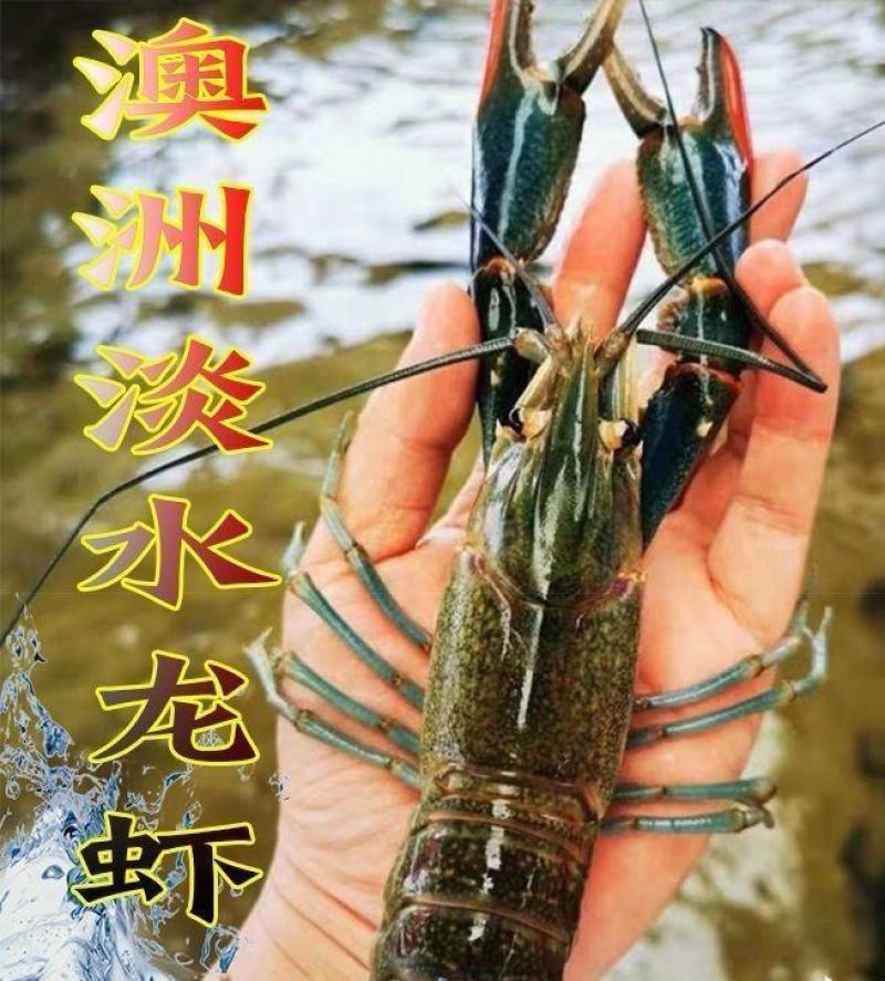 广东小青龙肉质晶莹常年供应一手货源量大从优品质保证