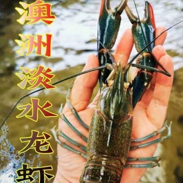 广东小青龙肉质晶莹常年供应一手货源量大从优品质保证