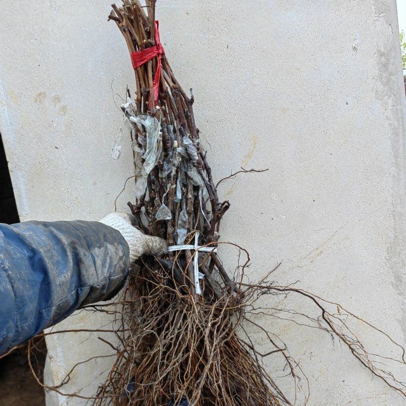 宝光嫁接苗基地直发纯度保证成活率高质量好根系发达