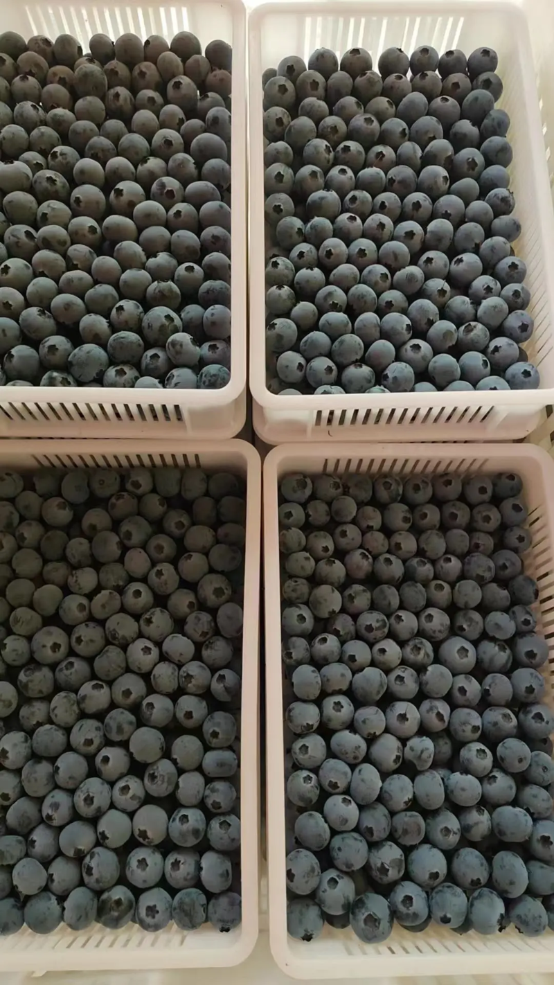 【千亩种植基地】奥尼尔蓝莓产地供应质量好对接大型批发商
