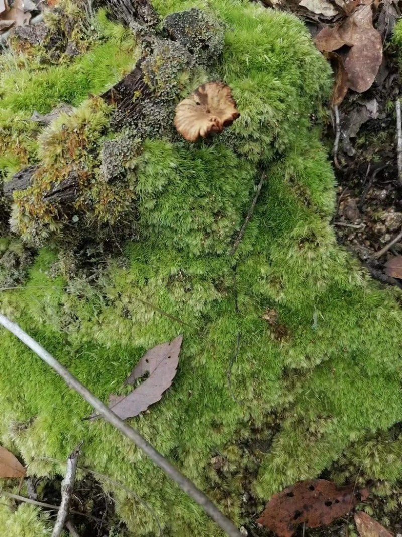 优质苔藓青苔微景观公园造景必备提供技术