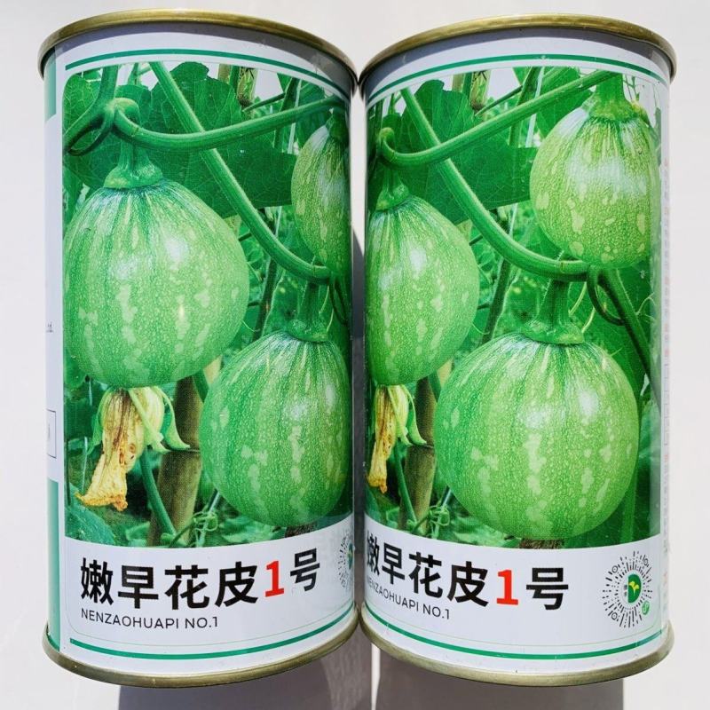 嫩早花皮1号南瓜种子一串铃南瓜种子早熟耐寒高圆球形嫩南瓜