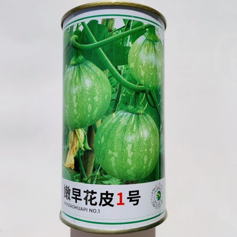 嫩早花皮1号南瓜种子一串铃南瓜种子早熟耐寒高圆球形嫩南瓜