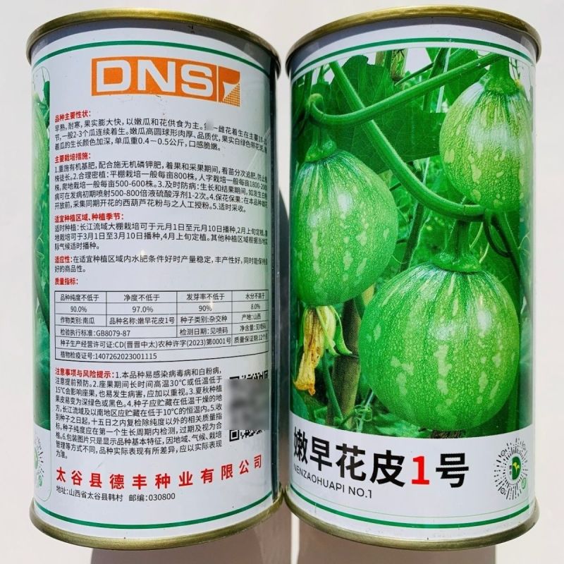 嫩早花皮1号南瓜种子一串铃南瓜种子早熟耐寒高圆球形嫩南瓜