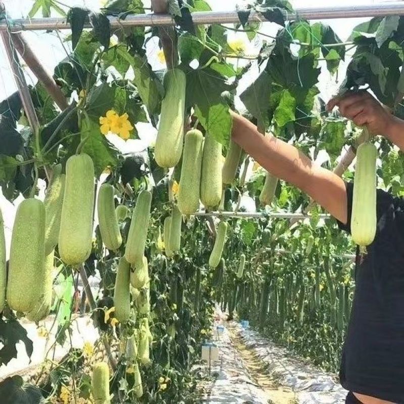鼎牌丝瓜种子牛奶2号牛奶丝瓜种子口感特嫩特别滑短棒白丝瓜