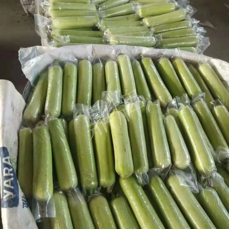 鼎牌丝瓜种子牛奶2号牛奶丝瓜种子口感特嫩特别滑短棒白丝瓜