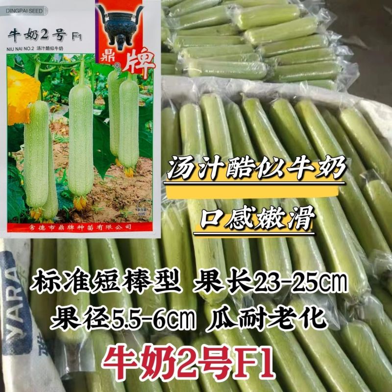 鼎牌丝瓜种子牛奶2号牛奶丝瓜种子口感特嫩特别滑短棒白丝瓜