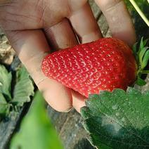 博山瓦泉红颜鲜草莓