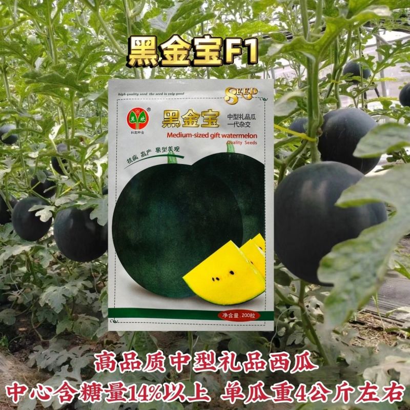科高黑金宝西瓜种子特甜黑皮黄心西瓜种子中型礼品瓜糖度高新