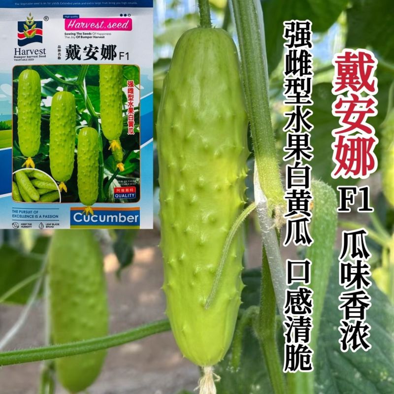 戴安娜黄瓜种子强雌型水果白黄瓜种子瓜香味浓清脆白色水果黄