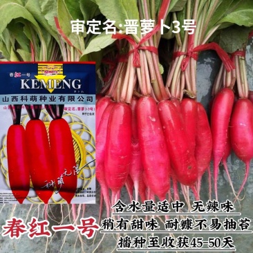 正宗春红一号水萝卜种子无辣味有甜味皮色全红春季红皮水萝卜