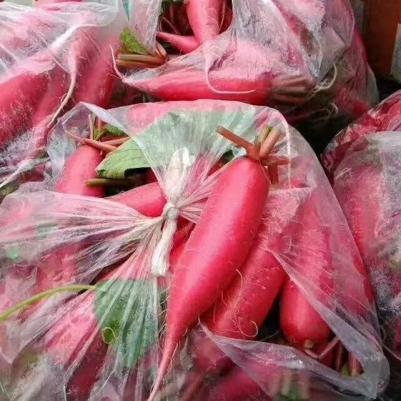 正宗春红一号水萝卜种子无辣味有甜味皮色全红春季红皮水萝卜