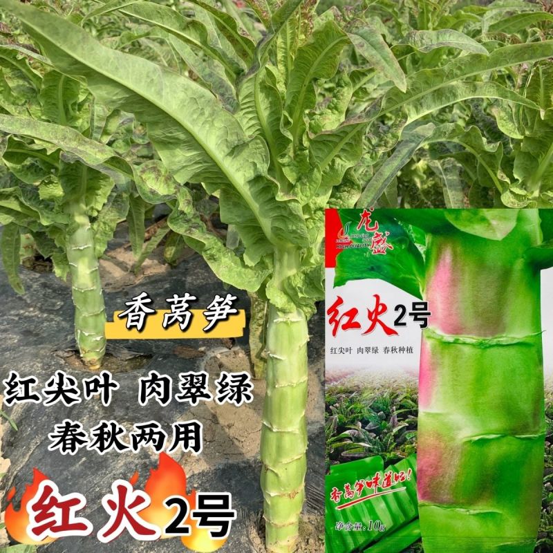 龙盛红火2号莴笋种子红尖叶香莴笋种籽肉翠绿香味浓红叶莴苣