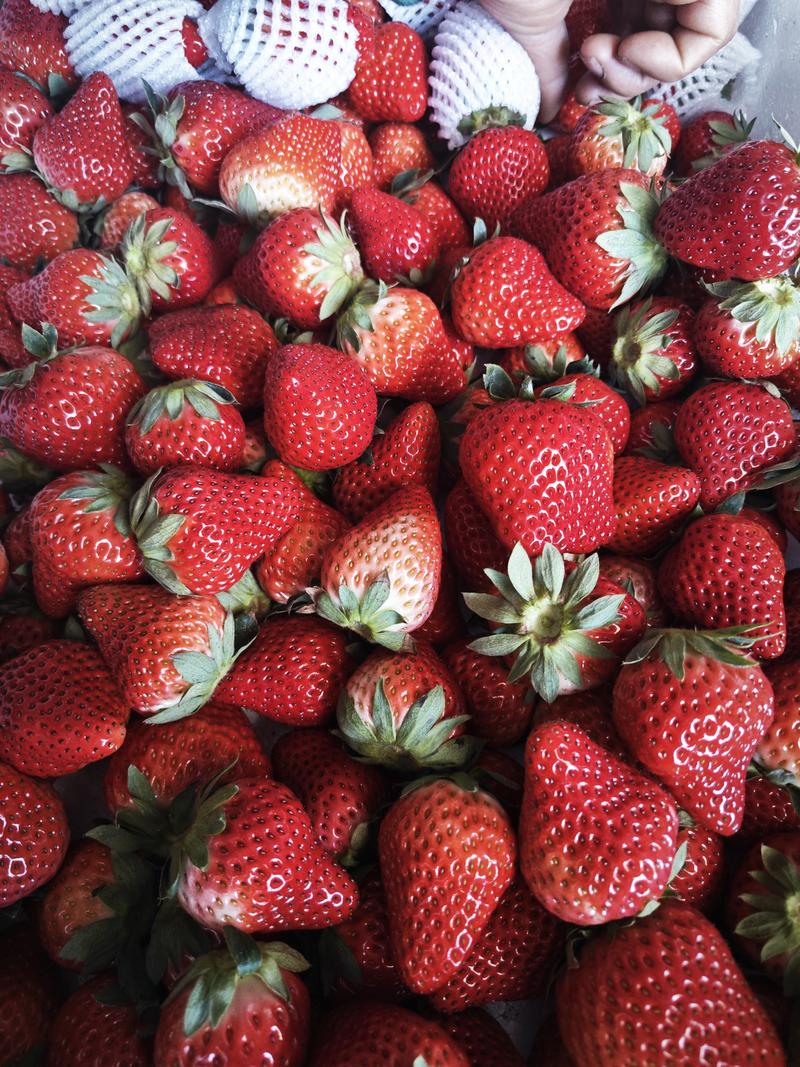大凉山露天草莓，支持一件代发，代办，平台直供