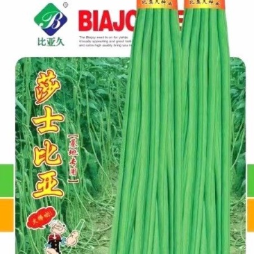 豇豆种子莎士比亚翠绿色长条85＿90厘米，顺直无鼠尾
