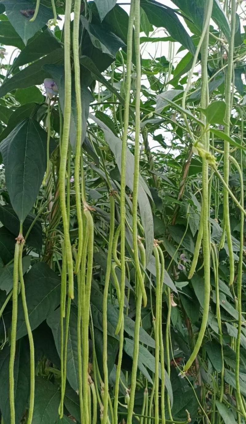 豇豆种子莎士比亚翠绿色长条85＿90厘米，顺直无鼠尾