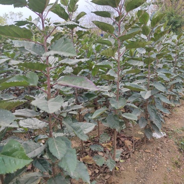 砧木苗抗盐碱抗寒的苹果砧木苗木