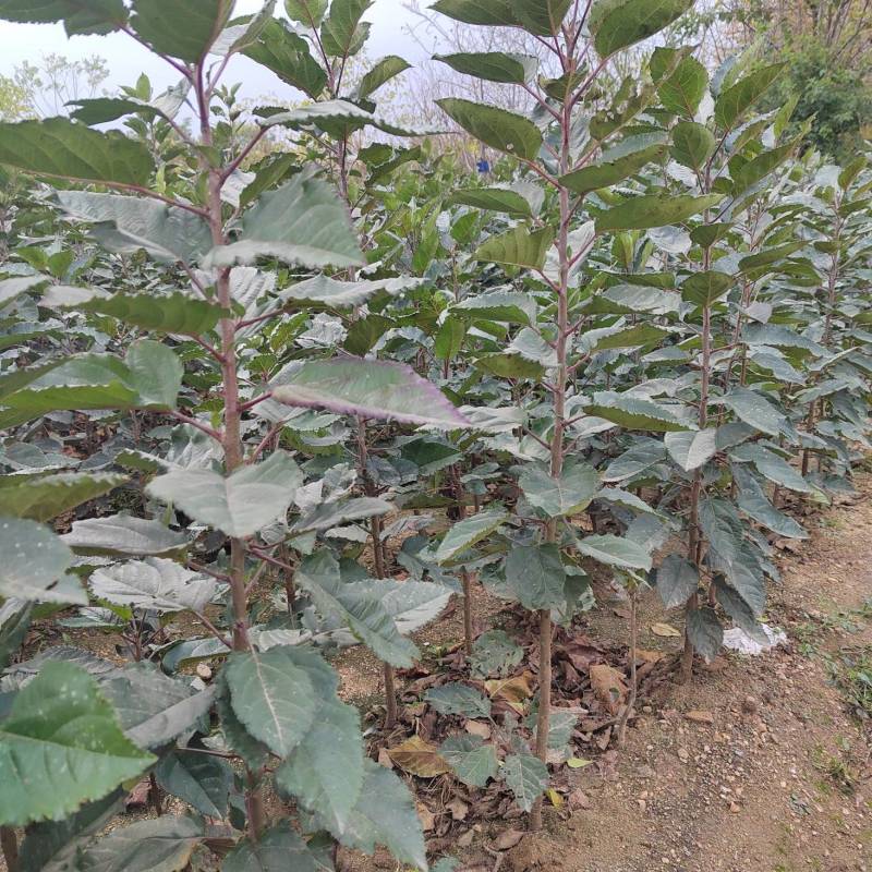 砧木苗抗盐碱抗寒的苹果砧木苗木