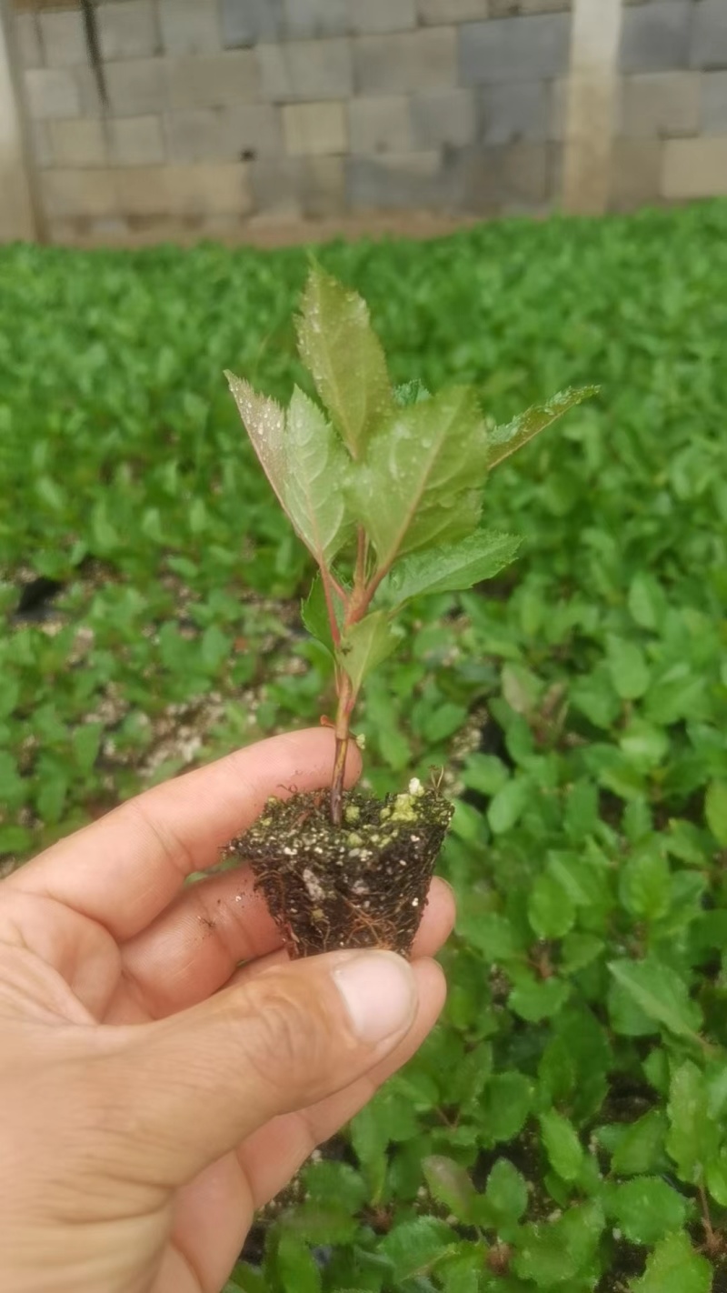 砧木苗抗盐碱抗寒的苹果砧木苗木
