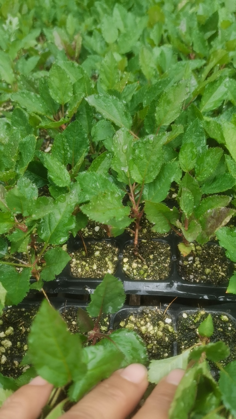 砧木苗抗盐碱抗寒的苹果砧木苗木