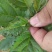 砧木苗抗盐碱抗寒的苹果砧木苗木