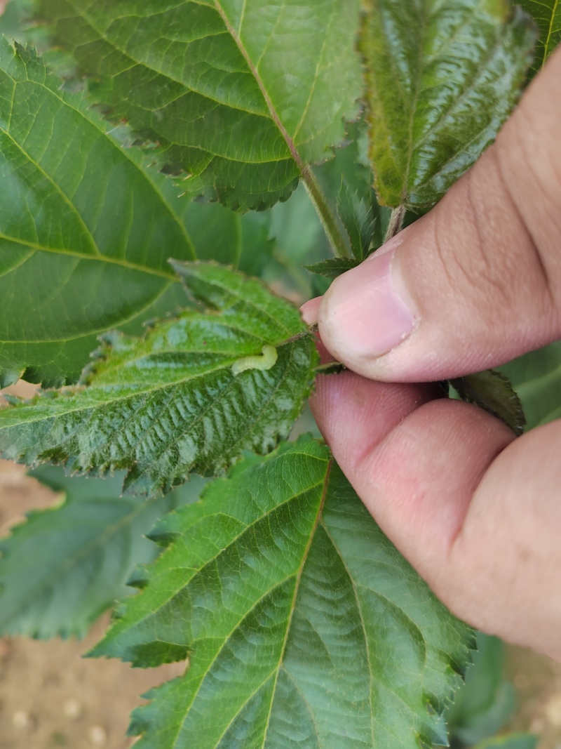 砧木苗抗盐碱抗寒的苹果砧木苗木