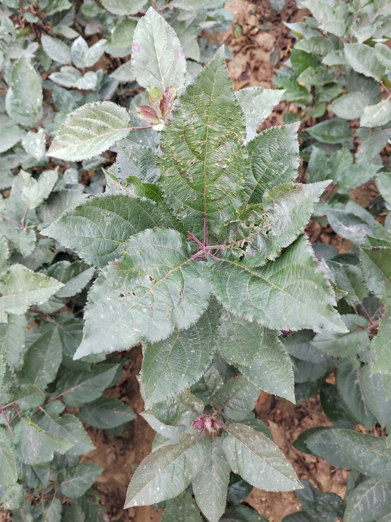 砧木苗抗盐碱抗寒的苹果砧木苗木