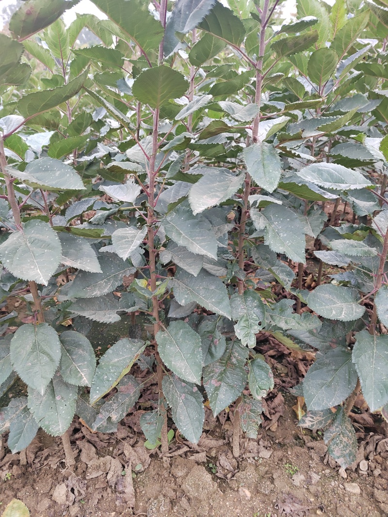 砧木苗抗盐碱抗寒的苹果砧木苗木