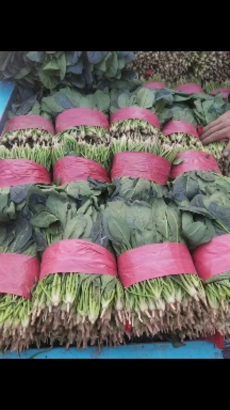 菠菜