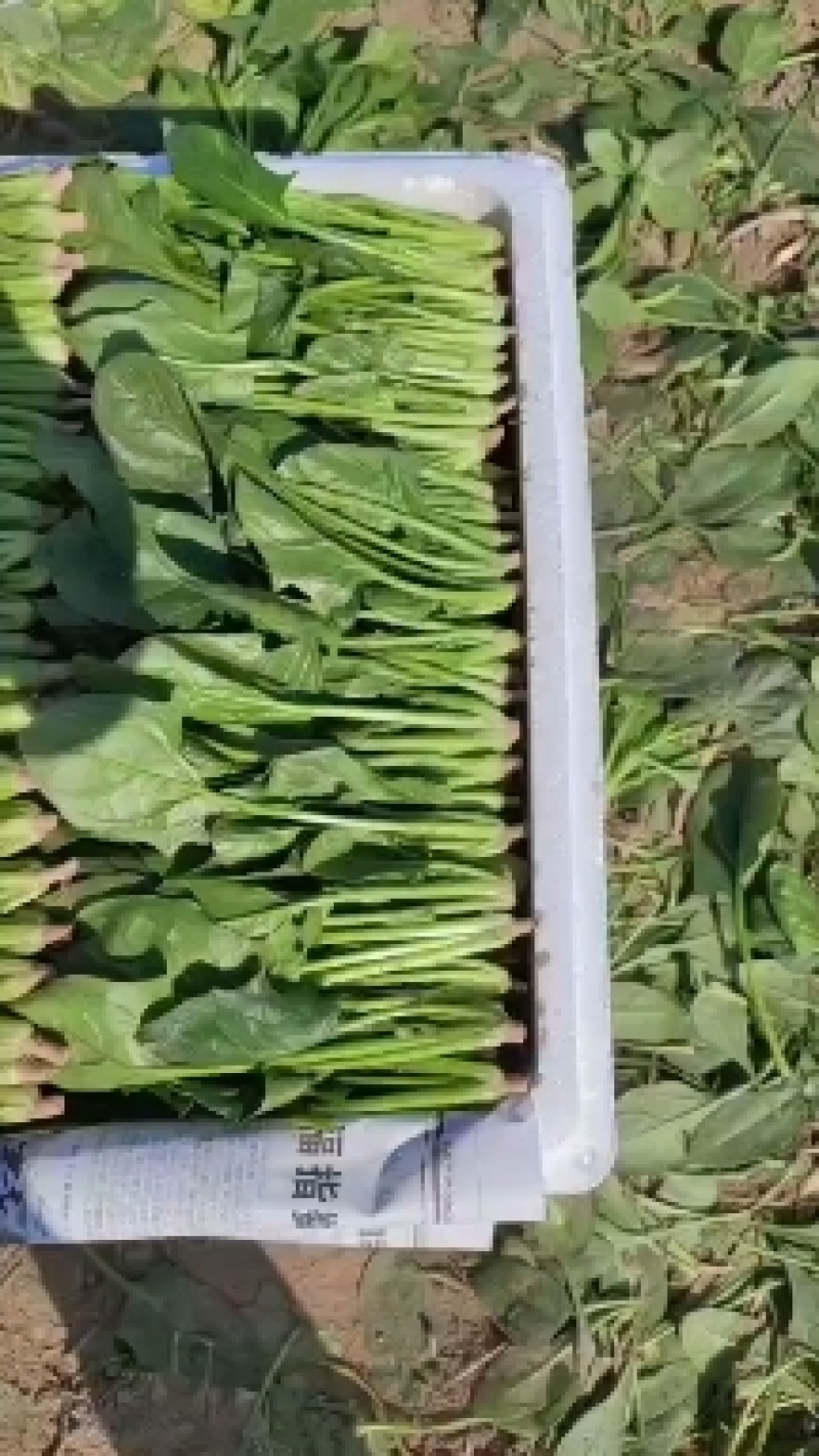 菠菜
