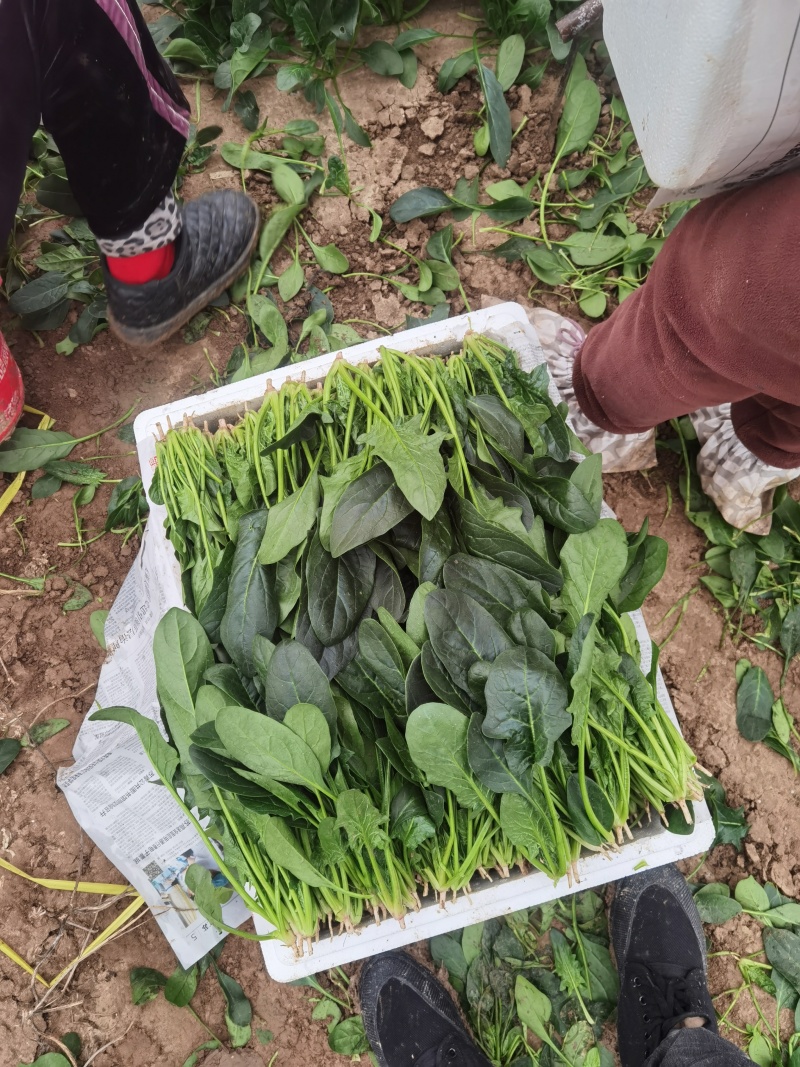 菠菜