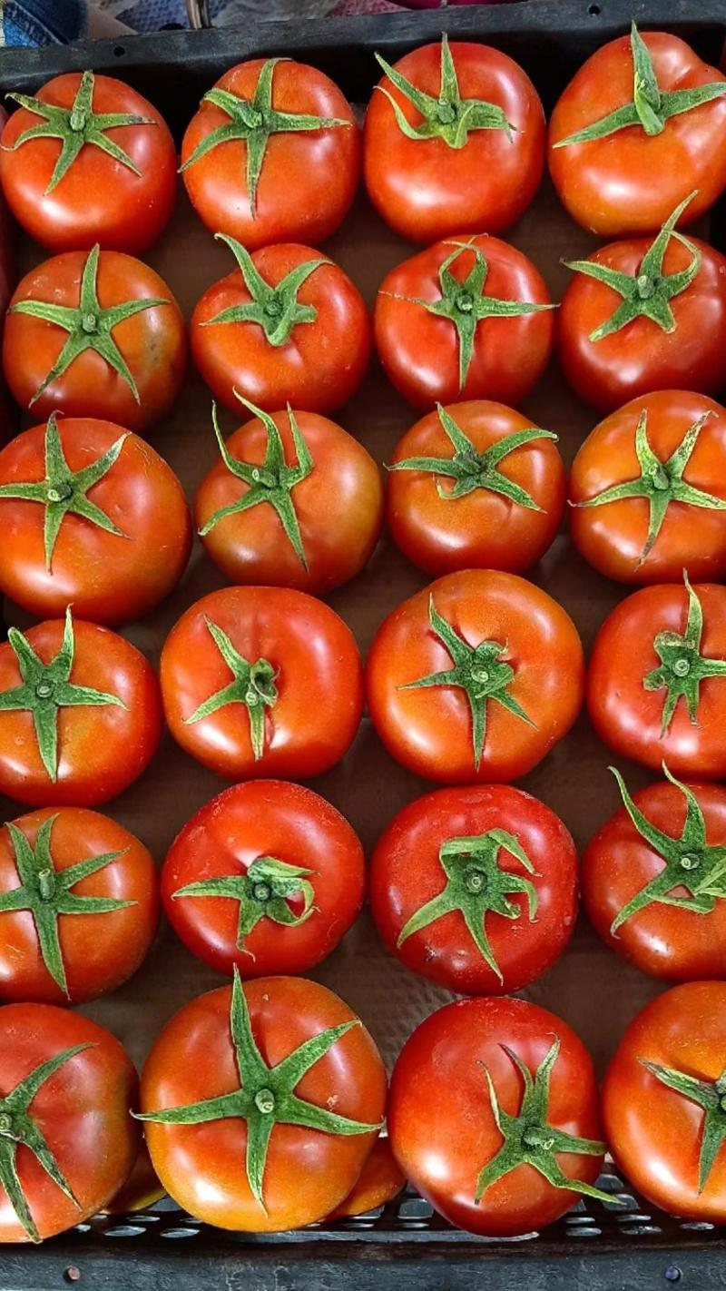 【石头番茄】百色大西红柿产地大量供应，货源稳定，保质量