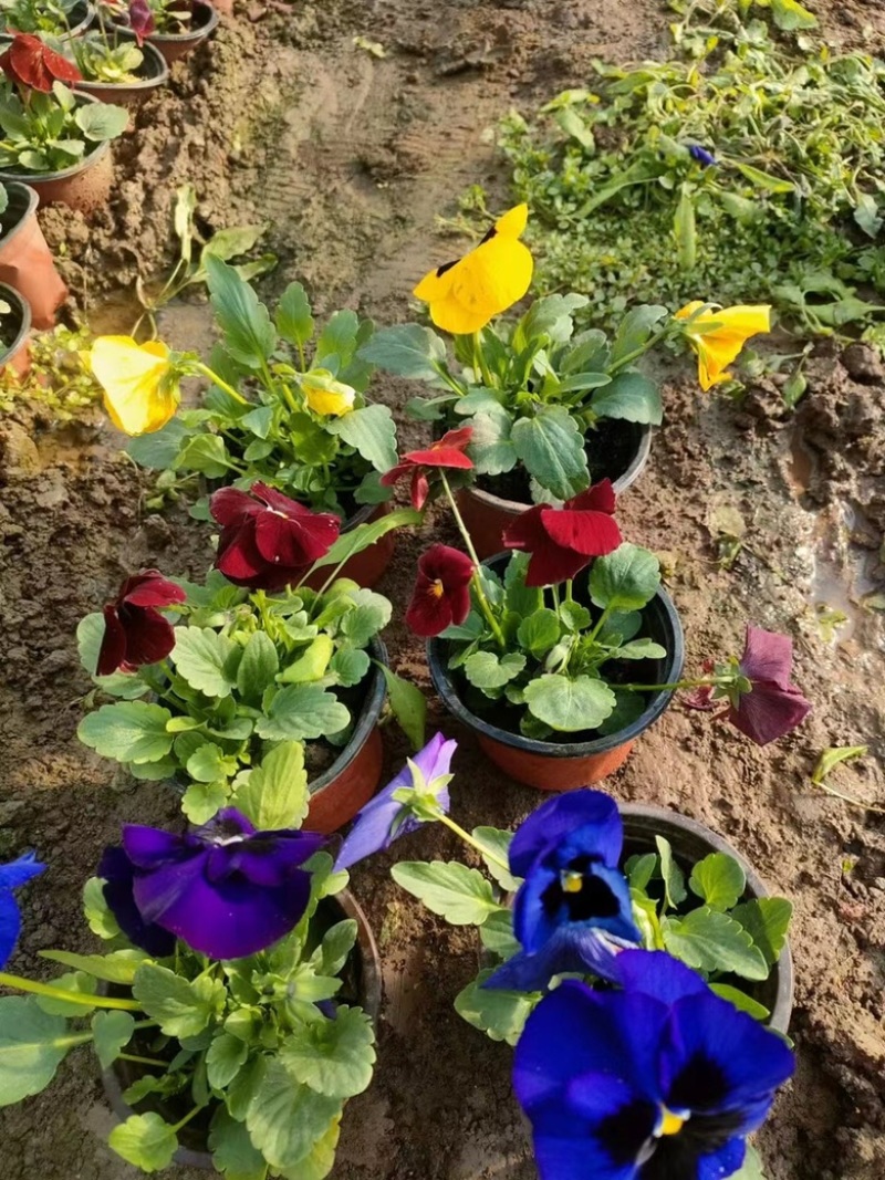 角堇角堇现货供应冷季型草花山东草花基地红丹林花卉