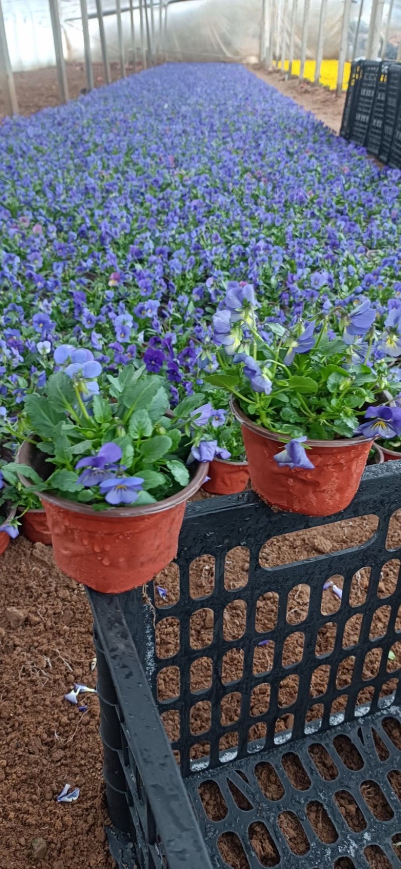 角堇角堇现货供应冷季型草花山东草花基地红丹林花卉