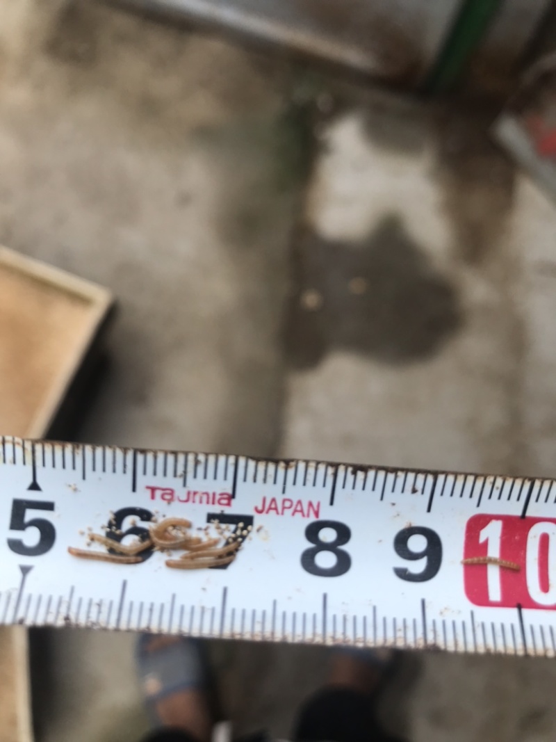 山东黄粉虫干品营养丰富多元蛋白品质保证基地直发多规格