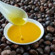 山茶籽油茶籽茶籽果50年高山老树茶出油率高压榨山茶
