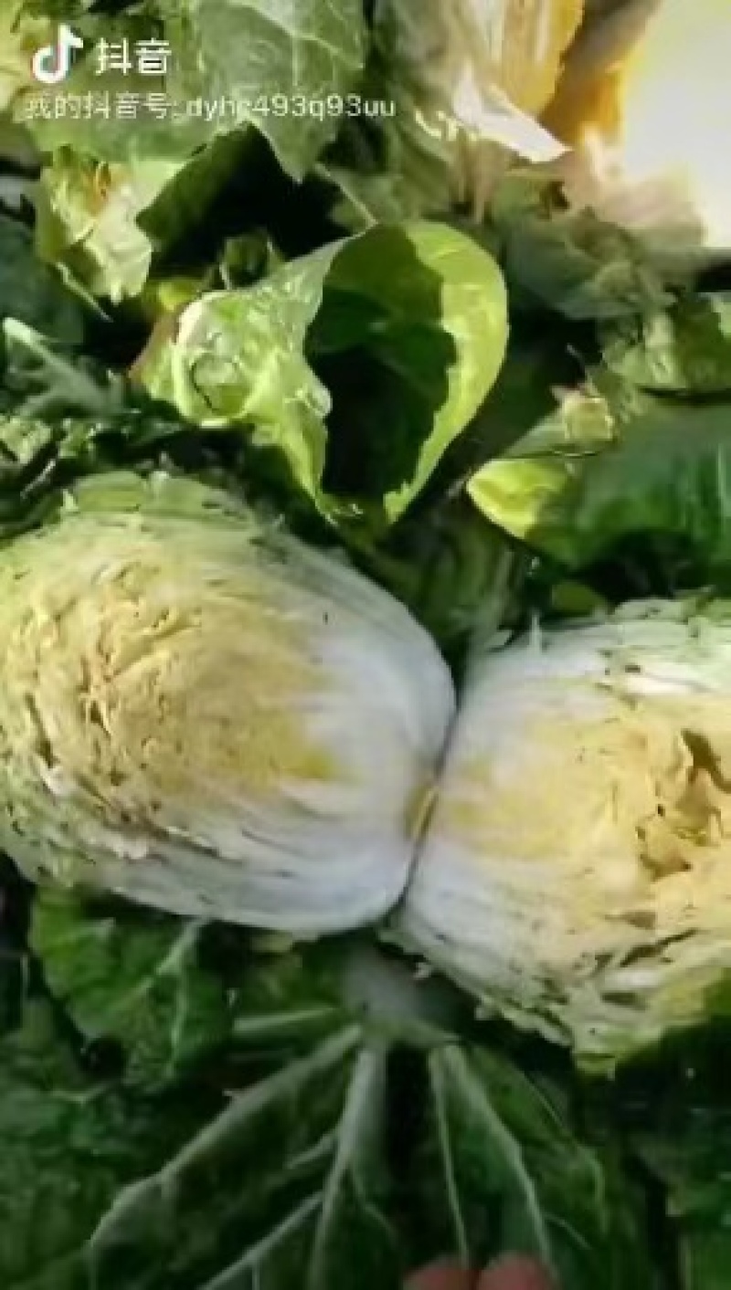 云南【精品大白菜】种植基地直发货源充足量大从优欢迎选购