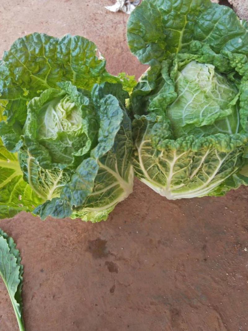 云南【精品大白菜】种植基地直发货源充足量大从优欢迎选购