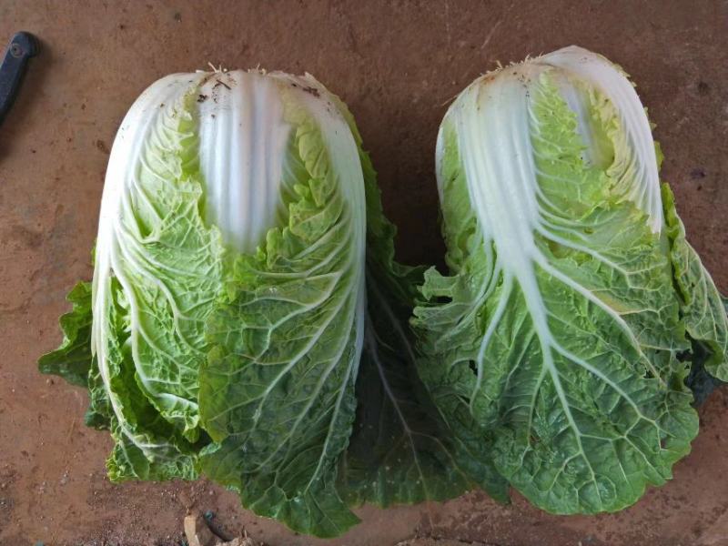 云南【精品大白菜】种植基地直发货源充足量大从优欢迎选购
