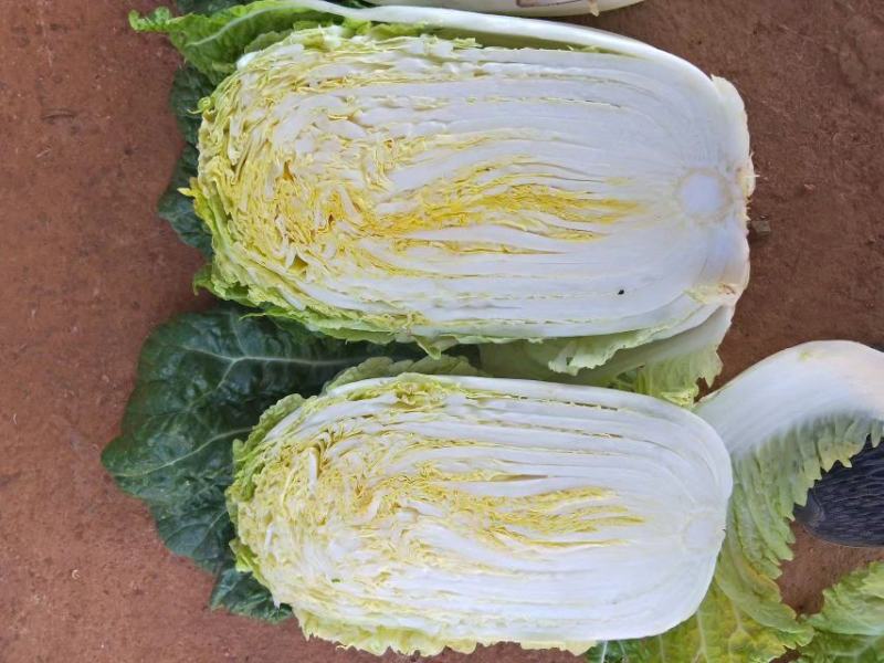 云南【精品大白菜】种植基地直发货源充足量大从优欢迎选购