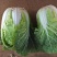 云南【精品大白菜】种植基地直发货源充足量大从优欢迎选购