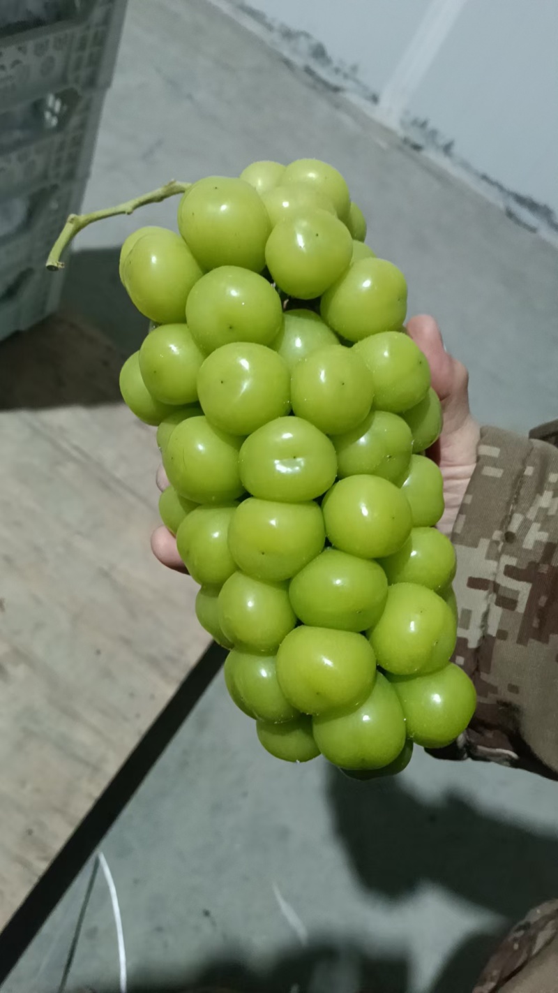陕西阳光玫瑰葡萄，大量有货，货源稳定，品质有保证。