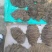 牛百叶大量现货价格优惠量大从优欢迎电话联系