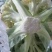 【有机花菜】精品有机花菜松花菜大量供应一手货源价格优惠