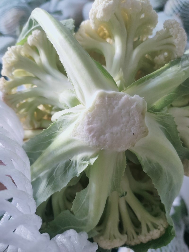 【有机花菜】精品有机花菜松花菜大量供应一手货源价格优惠