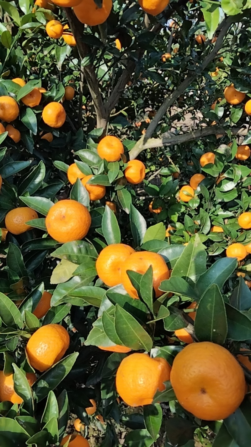 【推荐】湖南蜜橘产地，价格稳定常年供货全国各地市场咨询