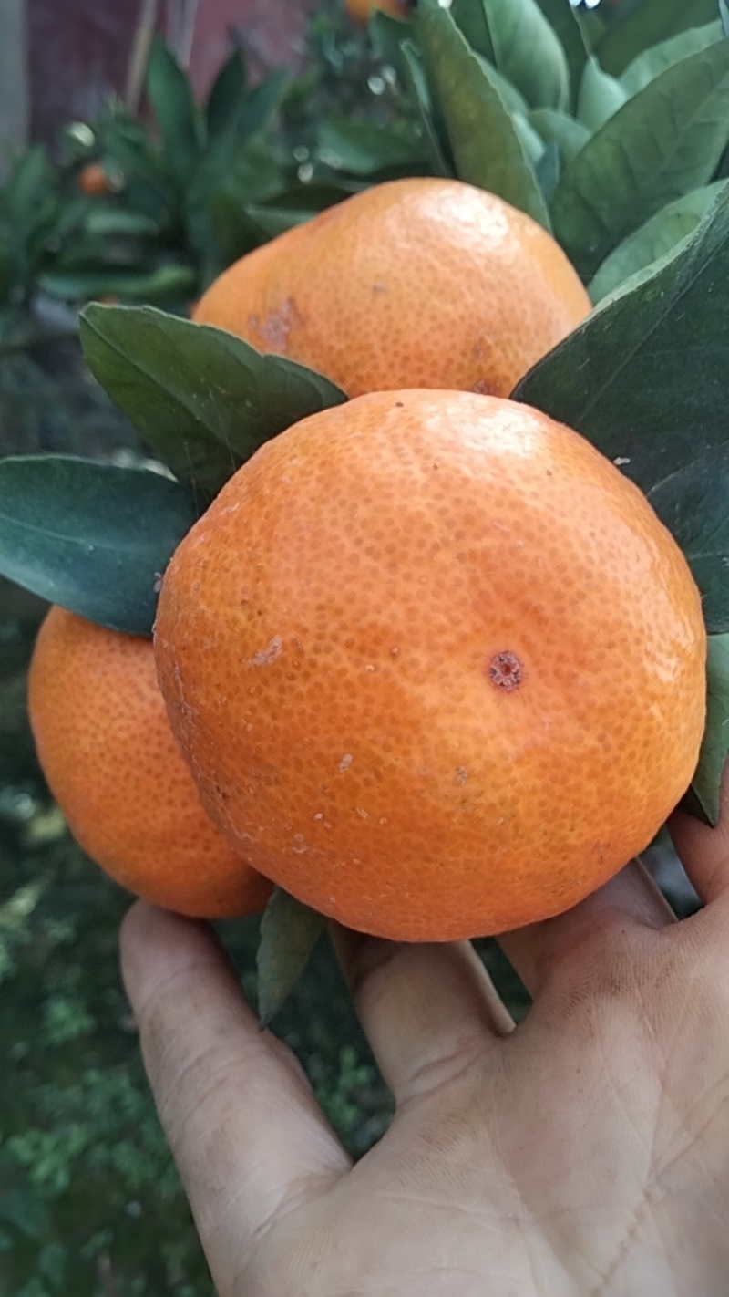 【推荐】湖南蜜橘产地，价格稳定常年供货全国各地市场咨询