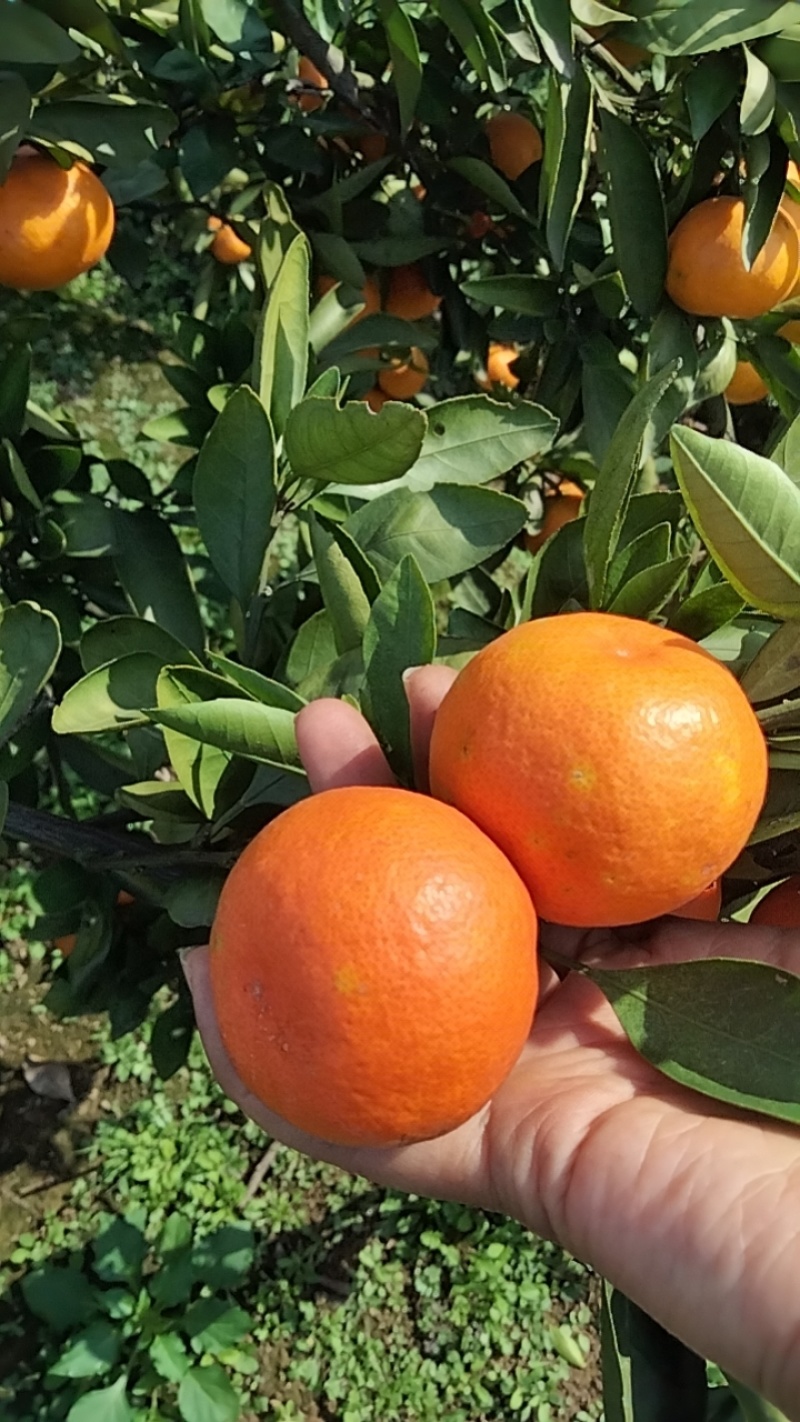 【推荐】湖南蜜橘产地，价格稳定常年供货全国各地市场咨询